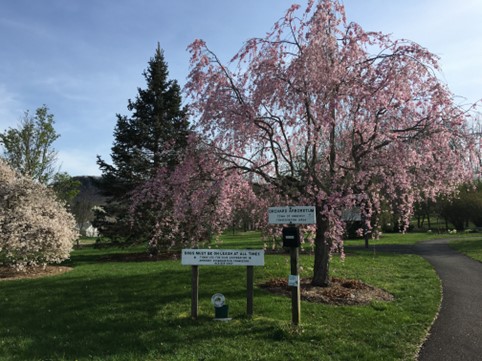 The Orchard Arboretum: a little-known Amherst gem – THE AMHERST CURRENT